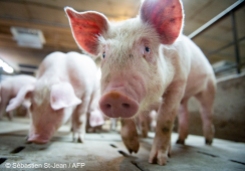 Photo of pigs at the Méloporc farm located in St-Thomas de Joliette to illustrate the pork industry in Canada. St-Thomas de Joliette, Quebec, Canada. Wednesday, June 26, 2019. PHOTO: SEBASTIEN ST-JEAN