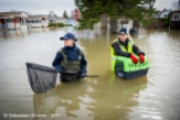 Animal Rescue. Floods in progress at Sainte-Marthe-sur-le-Lac in the suburbs of Montreal, Quebec, Canada on Monday, April 29, 2019. Animal rescue team PHOTO: SEBASTIEN ST-JEAN
